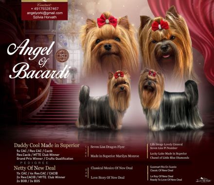 Yorkshire Terrier Hündin