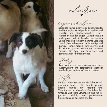 LARA und LIMA - Wirbelwinde suchen Familie