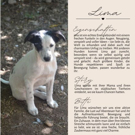 LARA und LIMA - Wirbelwinde suchen Familie