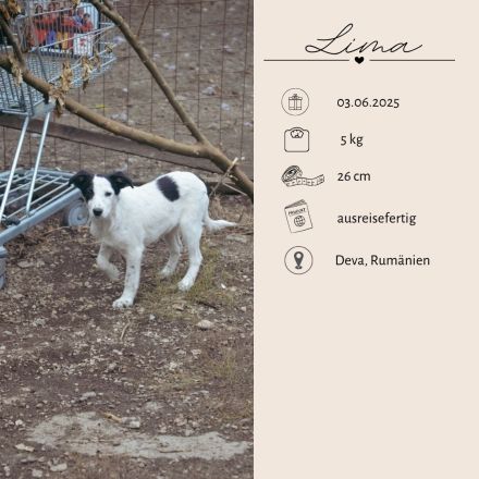 LARA und LIMA - Wirbelwinde suchen Familie