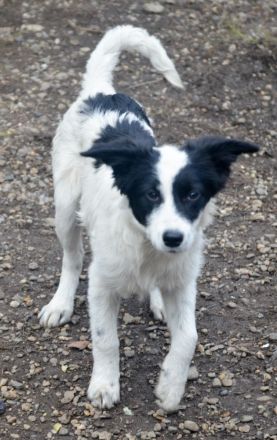 LARA und LIMA - Wirbelwinde suchen Familie