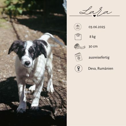 LARA und LIMA - Wirbelwinde suchen Familie