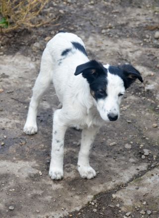 LARA und LIMA - Wirbelwinde suchen Familie