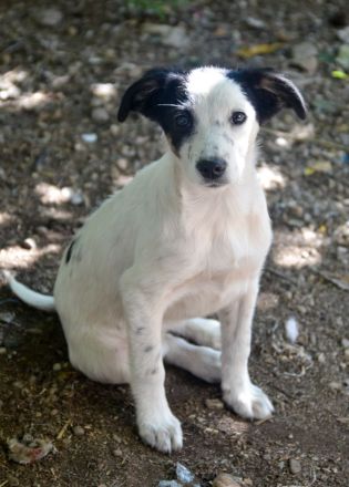 LARA und LIMA - Wirbelwinde suchen Familie