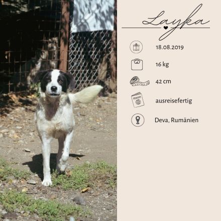 LAYKA - freundliche Hündin sucht ein Zuhause