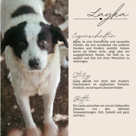 LAYKA - freundliche Hündin sucht ein Zuhause