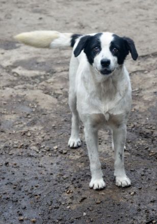 LAYKA - freundliche Hündin sucht ein Zuhause