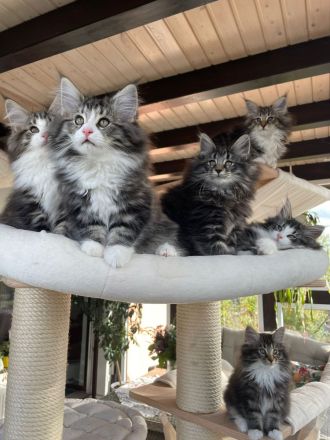 Katzen Zucht vom Schildbergturm