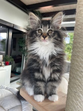 Katzen Zucht vom Schildbergturm