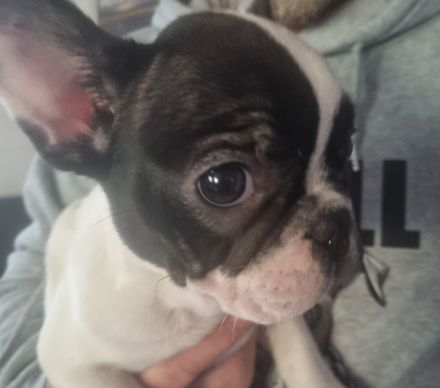 Französiche bulldogen  welpen