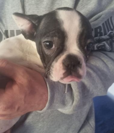 Französiche bulldogen  welpen