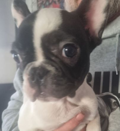 Französiche bulldogen  welpen