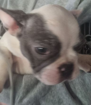 Französiche bulldogen  welpen