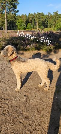 Goldendoodlewelpen F2B medium bis standard