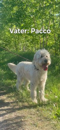 Goldendoodlewelpen F2B medium bis standard