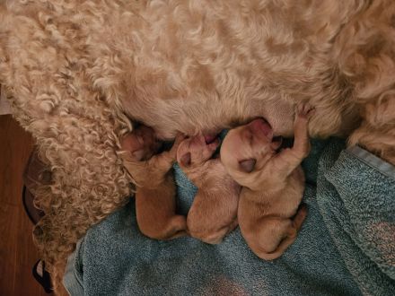 Goldendoodlewelpen F2B medium bis standard