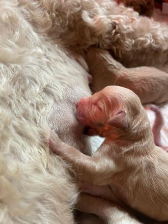 Goldendoodlewelpen F2B medium bis standard