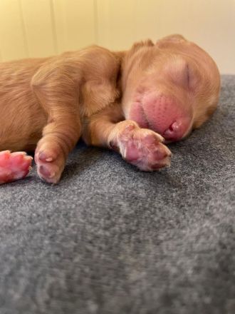 Goldendoodlewelpen F2B medium bis standard