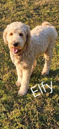 Goldendoodlewelpen F2B medium bis standard