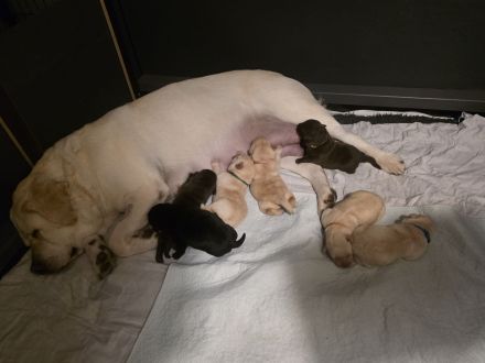 Labradorwelpen gelandet 24.11.25