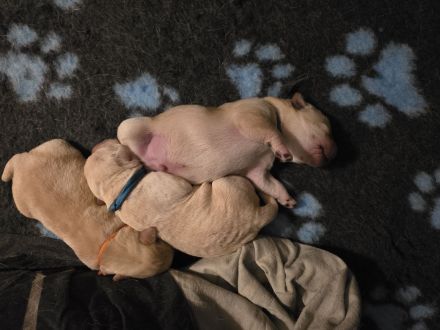 Labradorwelpen gelandet 24.11.25