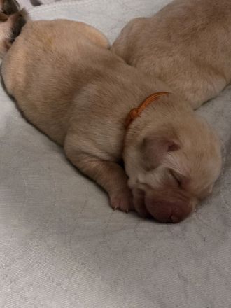 Labradorwelpen gelandet 24.11.25