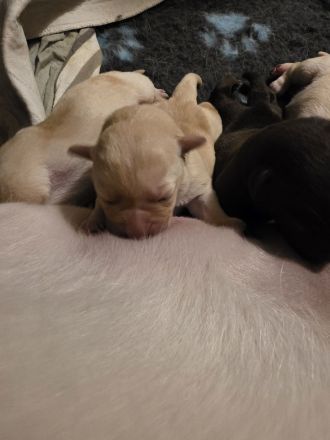 Labradorwelpen gelandet 24.11.25