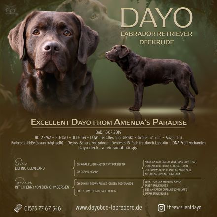 Labradorwelpen gelandet 24.11.25