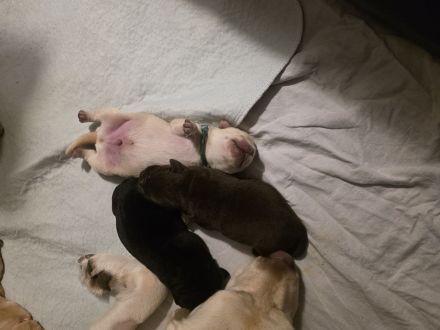 Labradorwelpen gelandet 24.11.25