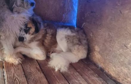 Scheuer Artur sucht geduldige Familie