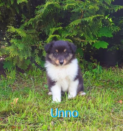 Sheltie Welpen suchen ein neues Zuhause