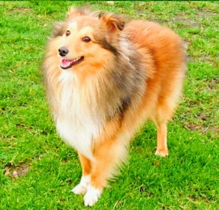 Sheltie Welpen suchen ein neues Zuhause