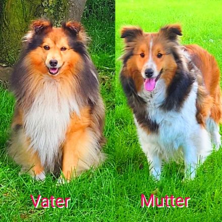 Sheltie Welpen suchen ein neues Zuhause