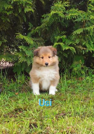 Sheltie Welpen suchen ein neues Zuhause