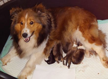 Sheltie Welpen suchen ein neues Zuhause