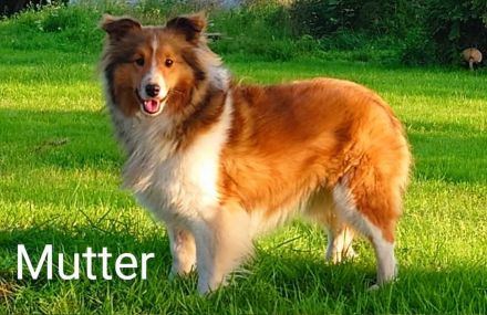 Sheltie Welpen suchen ein neues Zuhause