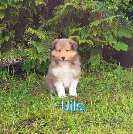 Sheltie Welpen suchen ein neues Zuhause