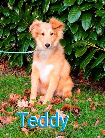 Sheltie Welpe (Rüde) mit Stammbaum sucht ein neues Zuhause