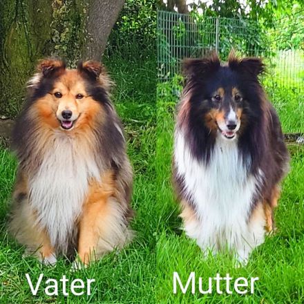 Sheltie Welpe (Rüde) mit Stammbaum sucht ein neues Zuhause