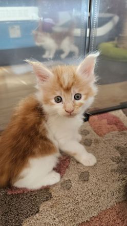 Wunderschöne Maine Coon Kitten mit Stammbaum