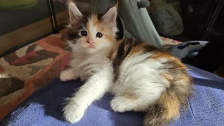 Wunderschöne Maine Coon Kitten mit Stammbaum