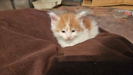 Wunderschöne Maine Coon Kitten mit Stammbaum