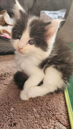 Wunderschöne Maine Coon Kitten mit Stammbaum