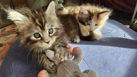 Wunderschöne Maine Coon Kitten mit Stammbaum