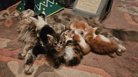 Wunderschöne Maine Coon Kitten mit Stammbaum