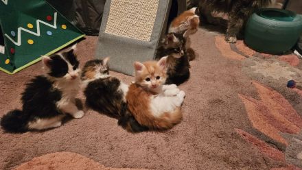 Wunderschöne Maine Coon Kitten mit Stammbaum