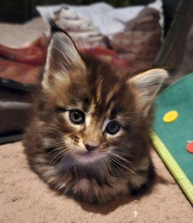 Wunderschöne Maine Coon Kitten mit Stammbaum