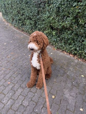 Deckrüde - Goldendoodle Standard „Ruffy" aus Kana- da sucht liebevolle Hündinnen'"