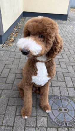 Deckrüde - Goldendoodle Standard „Ruffy" aus Kana- da sucht liebevolle Hündinnen'"