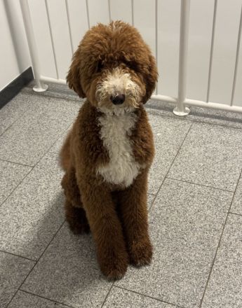 Deckrüde - Goldendoodle Standard „Ruffy" aus Kana- da sucht liebevolle Hündinnen'"